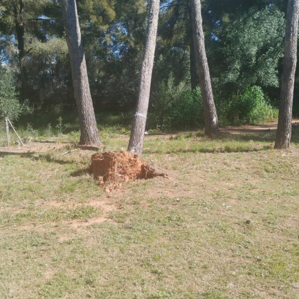 Suspensión de la Prueba Xiquets de Manises